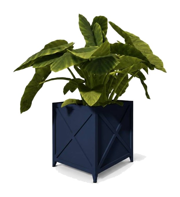Matera Barichara cuadrada azul oscuro plantada con alocasia — Curvar