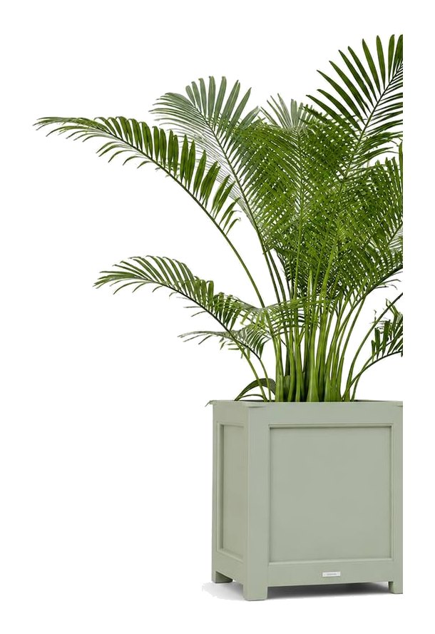 Matera Manaure cuadrada en aluminio verde salvia con palmera areca — Curvar